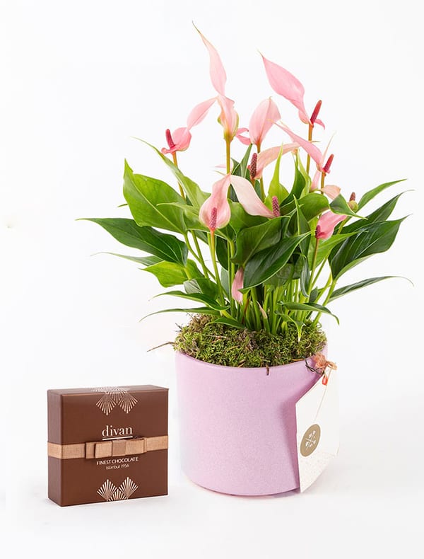 Lily & Divan Pralin Çikolata (9’lu) Bundle — görsel 1