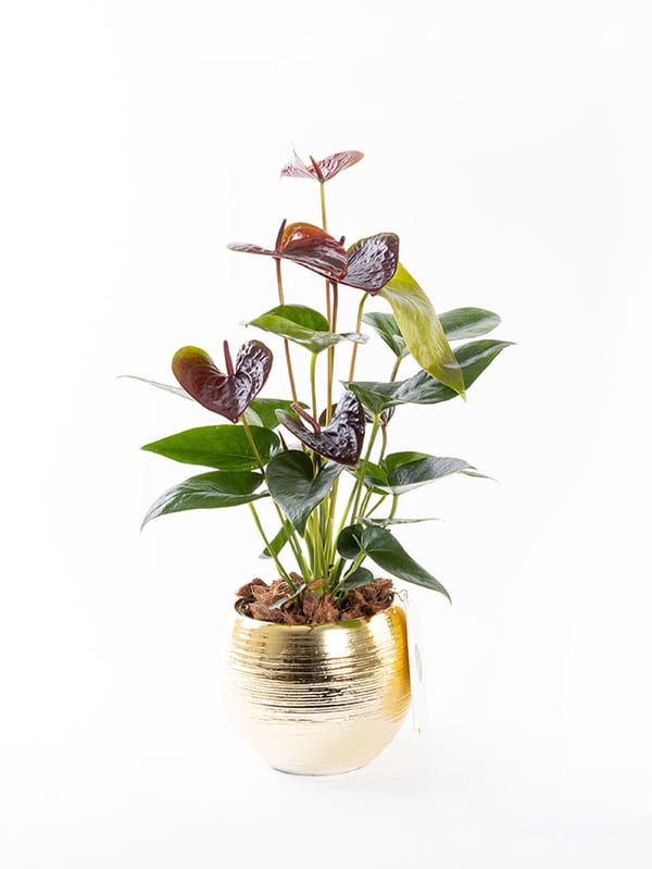 Dark Sienna Gold — görsel 1