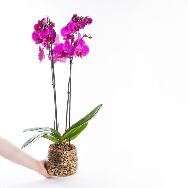 Aria Gold — görsel 4