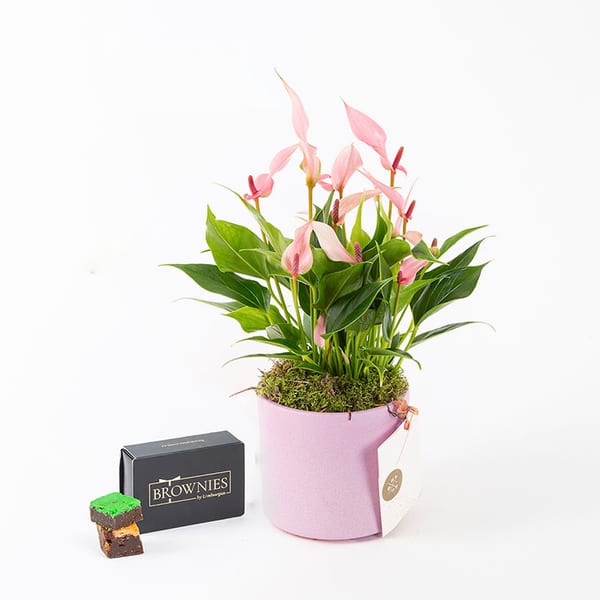 Lily & Brownies Mixbox (6'lı) Bundle — görsel 3