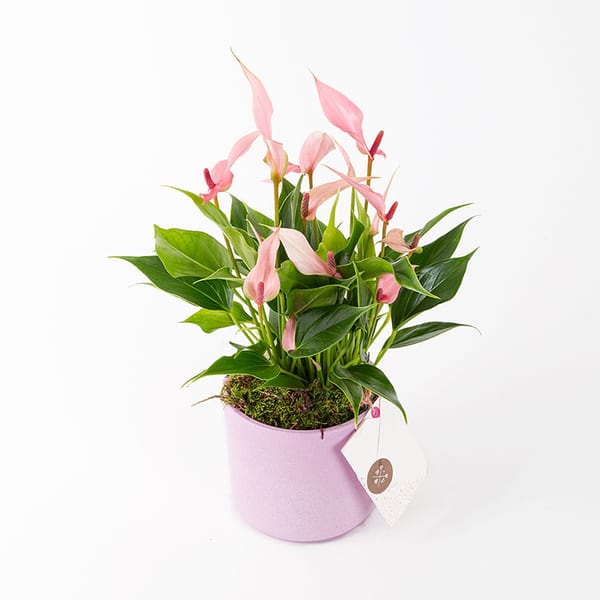Lily & Brownies Mixbox (6'lı) Bundle — görsel 4