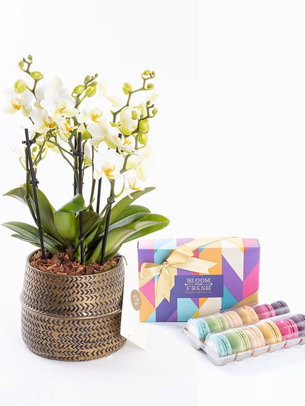 Lausanne Gold & Macarons (12'li) Bundle — görsel 1