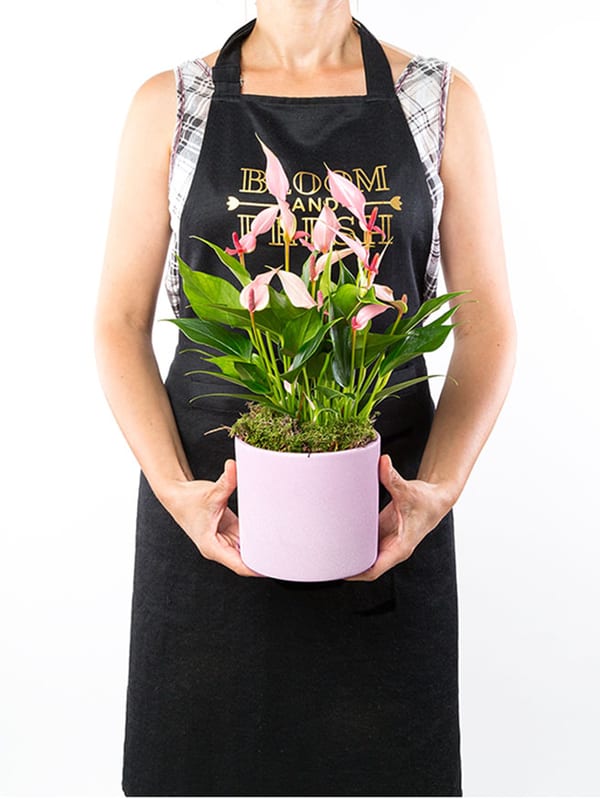 Lily & Brownies Mixbox (6'lı) Bundle — görsel 2