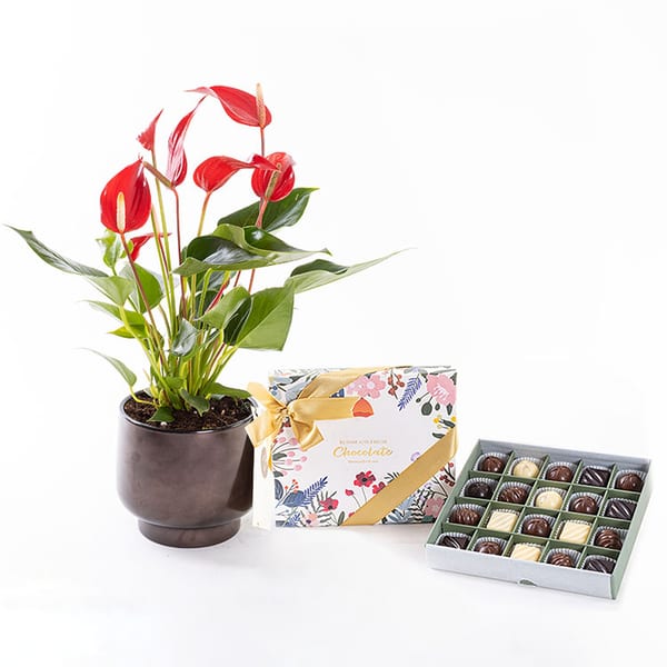 Roja Scandic & Chocolate (20'li) Bundle — görsel 3