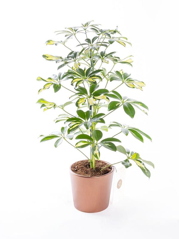 Schefflera